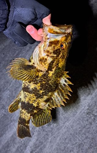 ベッコウゾイの釣果