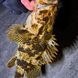 ベッコウゾイ