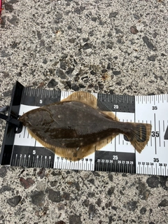 イシガレイの釣果
