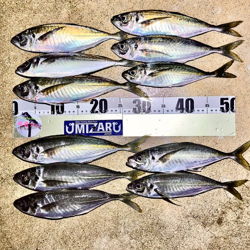 アジの釣果