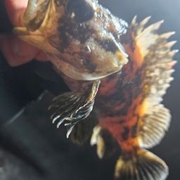 オウゴンムラソイ