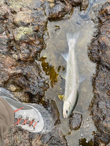 アメマスの釣果