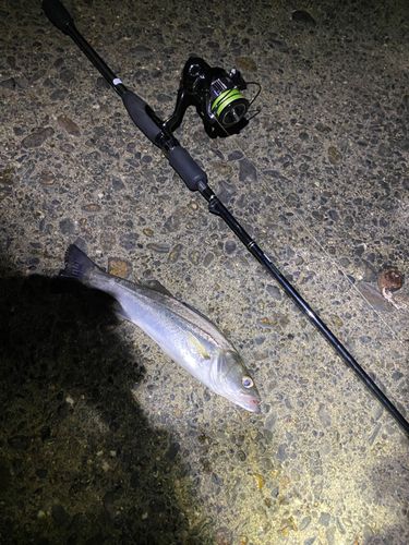 セイゴ（マルスズキ）の釣果