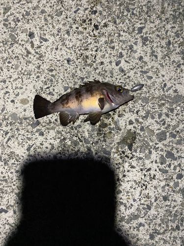 シロメバルの釣果