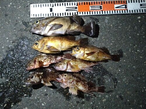 メバルの釣果