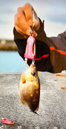 イシダイの釣果