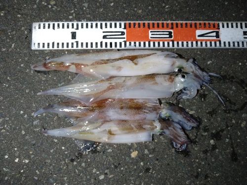 ヤリイカの釣果