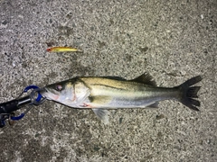 セイゴ（マルスズキ）の釣果