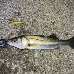 セイゴ（マルスズキ）