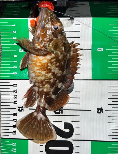 カサゴの釣果
