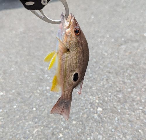 クロホシフエダイの釣果