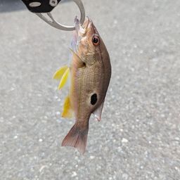 クロホシフエダイ