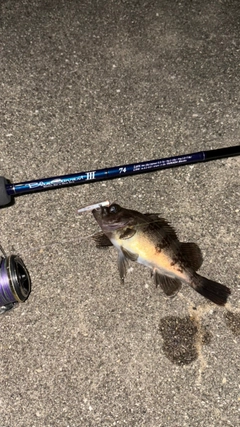 メバルの釣果