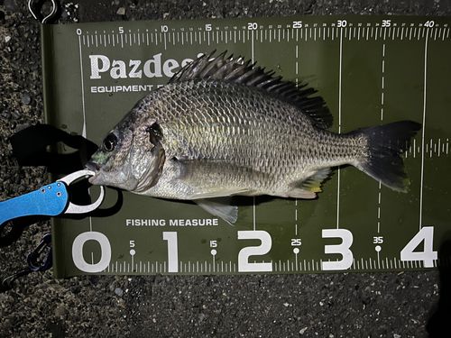 クロダイの釣果