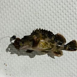 カサゴ