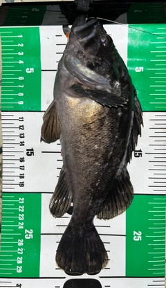 クロソイの釣果