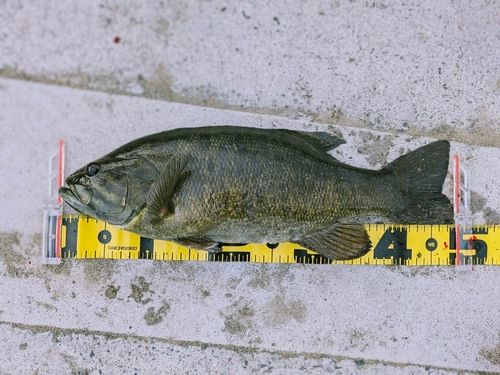 スモールマウスバスの釣果