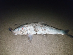 ニゴイの釣果