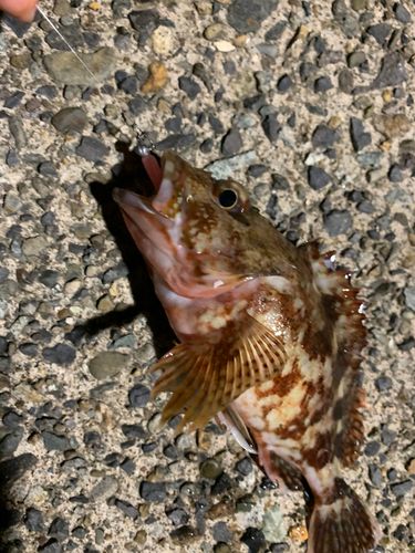 カサゴの釣果