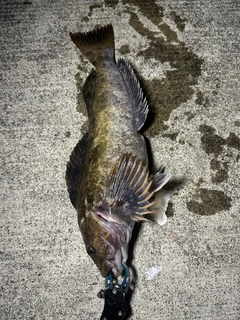 アイナメの釣果