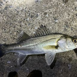 セイゴ（マルスズキ）