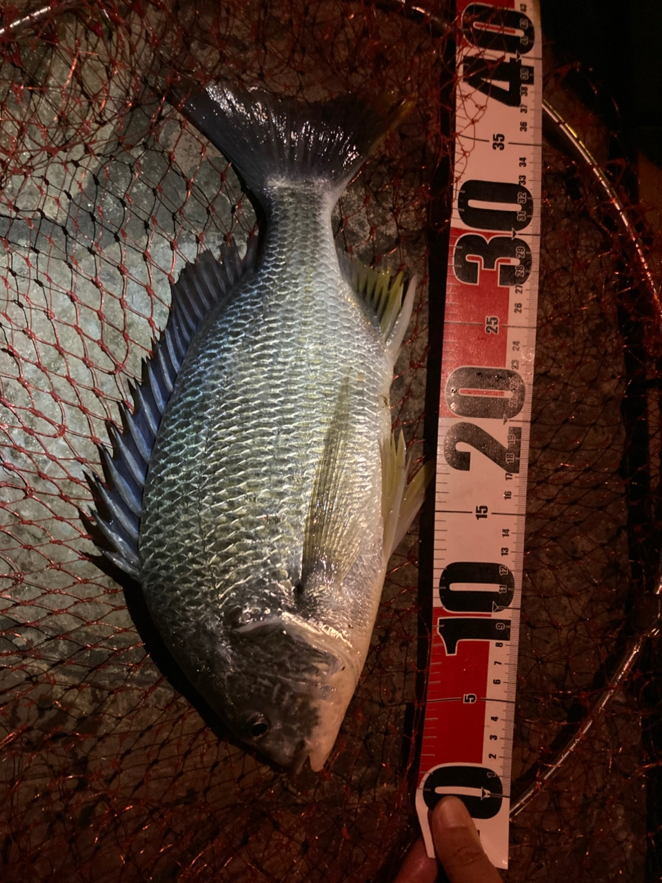 DAIWA 24セルテート FC LT2000S-Hの最安値・インプレ・釣果