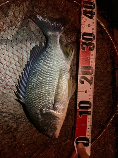 キビレの釣果