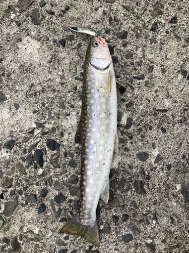 アメマスの釣果