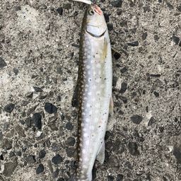アメマス