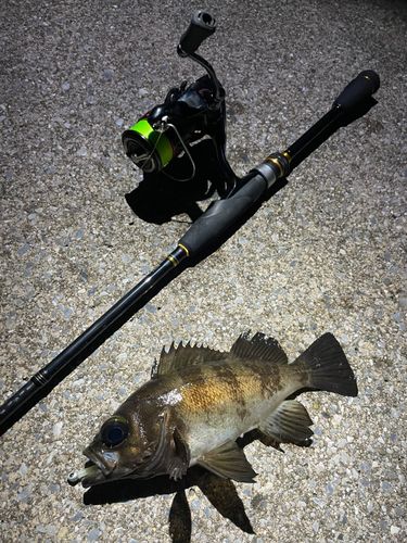 クロメバルの釣果