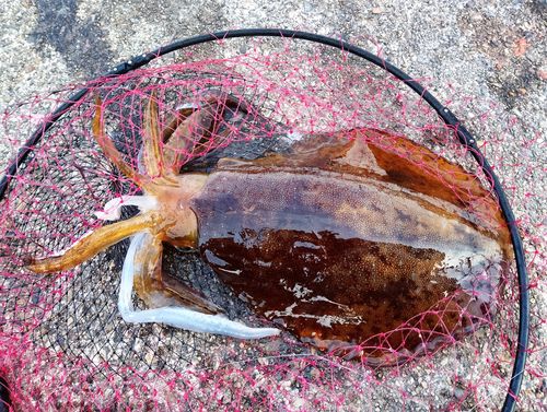 アオリイカの釣果