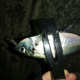 アジ