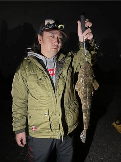 マゴチの釣果