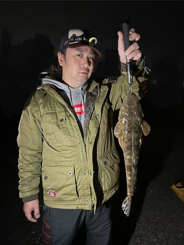 マゴチの釣果