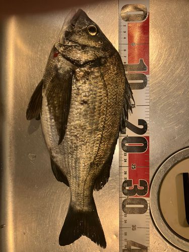 クロダイの釣果