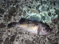 クロソイの釣果