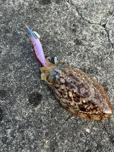 コウイカの釣果