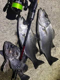 セイゴ（ヒラスズキ）の釣果
