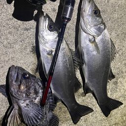 セイゴ（ヒラスズキ）