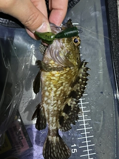 カサゴの釣果