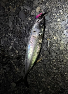 マサバの釣果