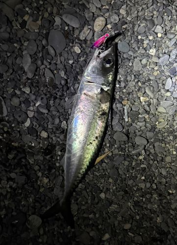マサバの釣果