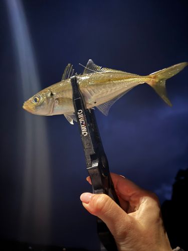 釣果