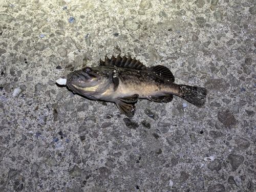 アブラコの釣果