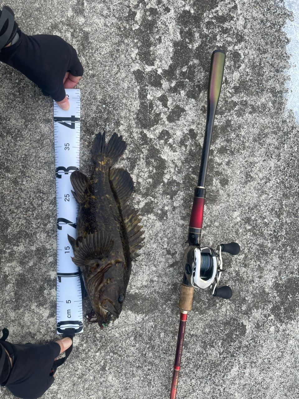 タケノコメバル