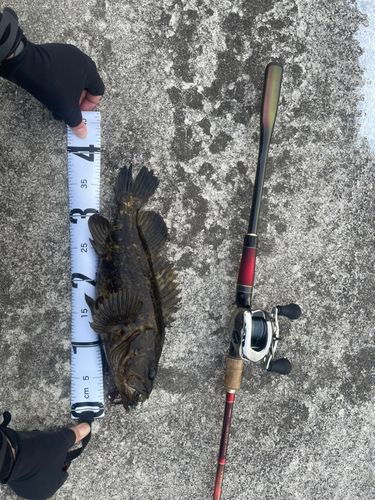 タケノコメバル