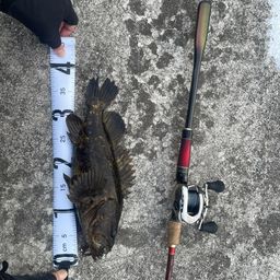 タケノコメバル