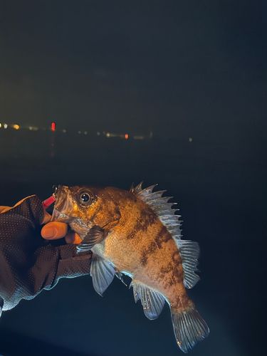シロメバルの釣果