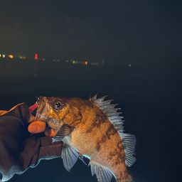 シロメバル