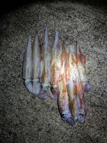 ヤリイカの釣果